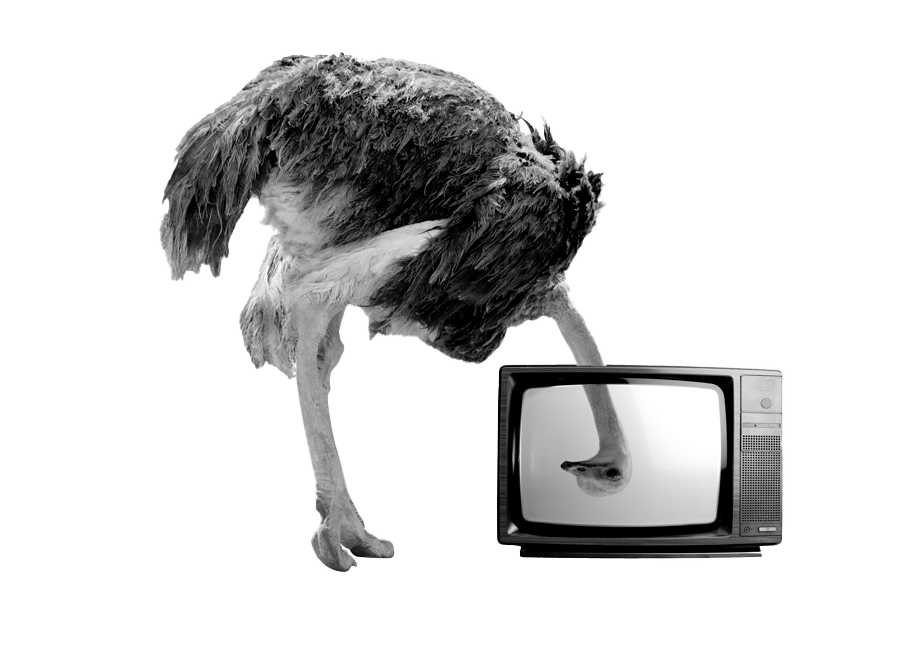 Une autruche regardant &agrave; travers une t&eacute;l&eacute;vision