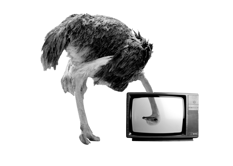 An ostrich looking through a television